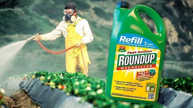 Roundup increases harvest